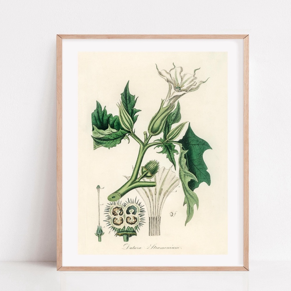 Poisonous plant Witchery Green and White Botanical Print Art